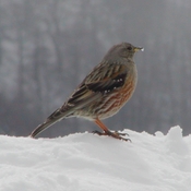 Alpine Accentor